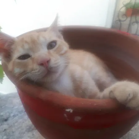 αrchontiko Tis Marios 3*